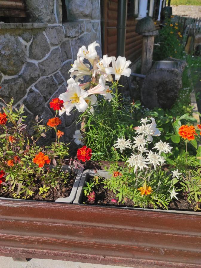 Smucarska Koca Bed & Breakfast Kotlje Bagian luar foto